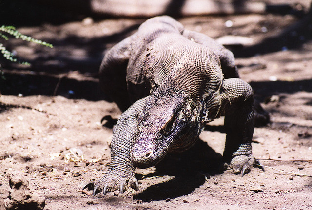 Komodo-National-Park1.jpg