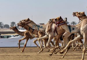 camel-1-300x208.jpg