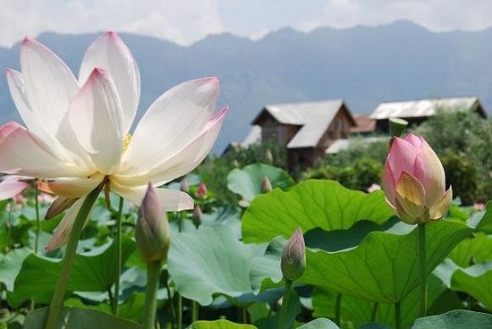 lotus-flowers-srinagar.jpg