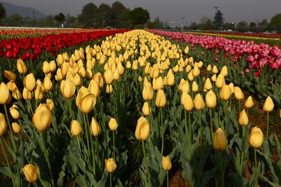 the-tulip-garden-in-srinagar.jpg