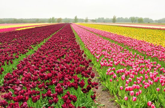 keukenhof.jpg