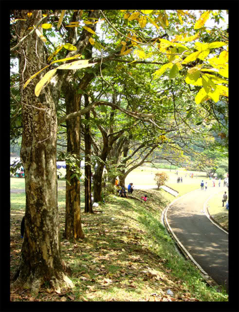 BogorBotanicalGardens3.jpg