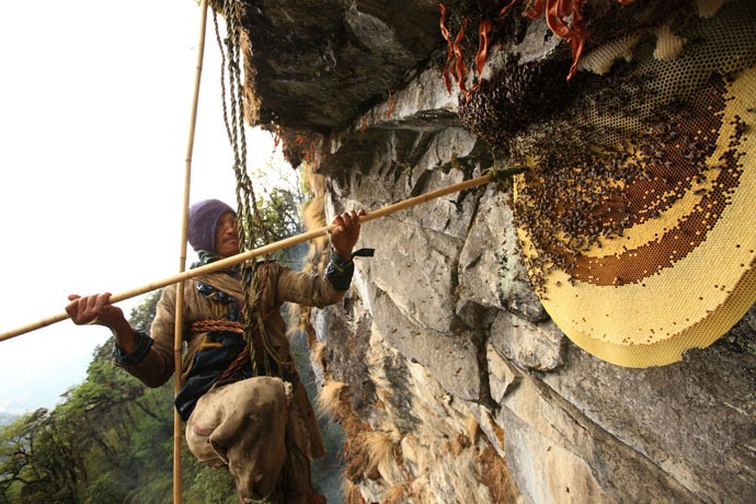 honey-hunters-nepal-26%5B4%5D.jpg