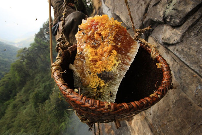 honey-hunters-nepal-29%5B4%5D.jpg