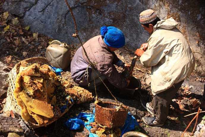 honey-hunters-nepal-37%5B4%5D.jpg