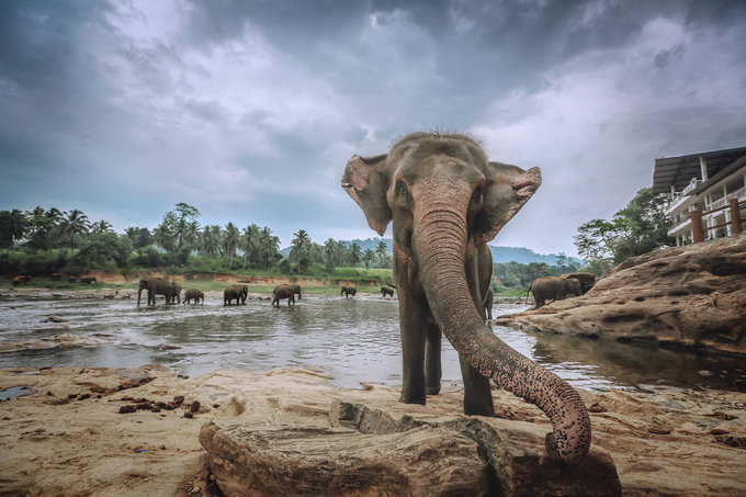 elephant orphans.jpg