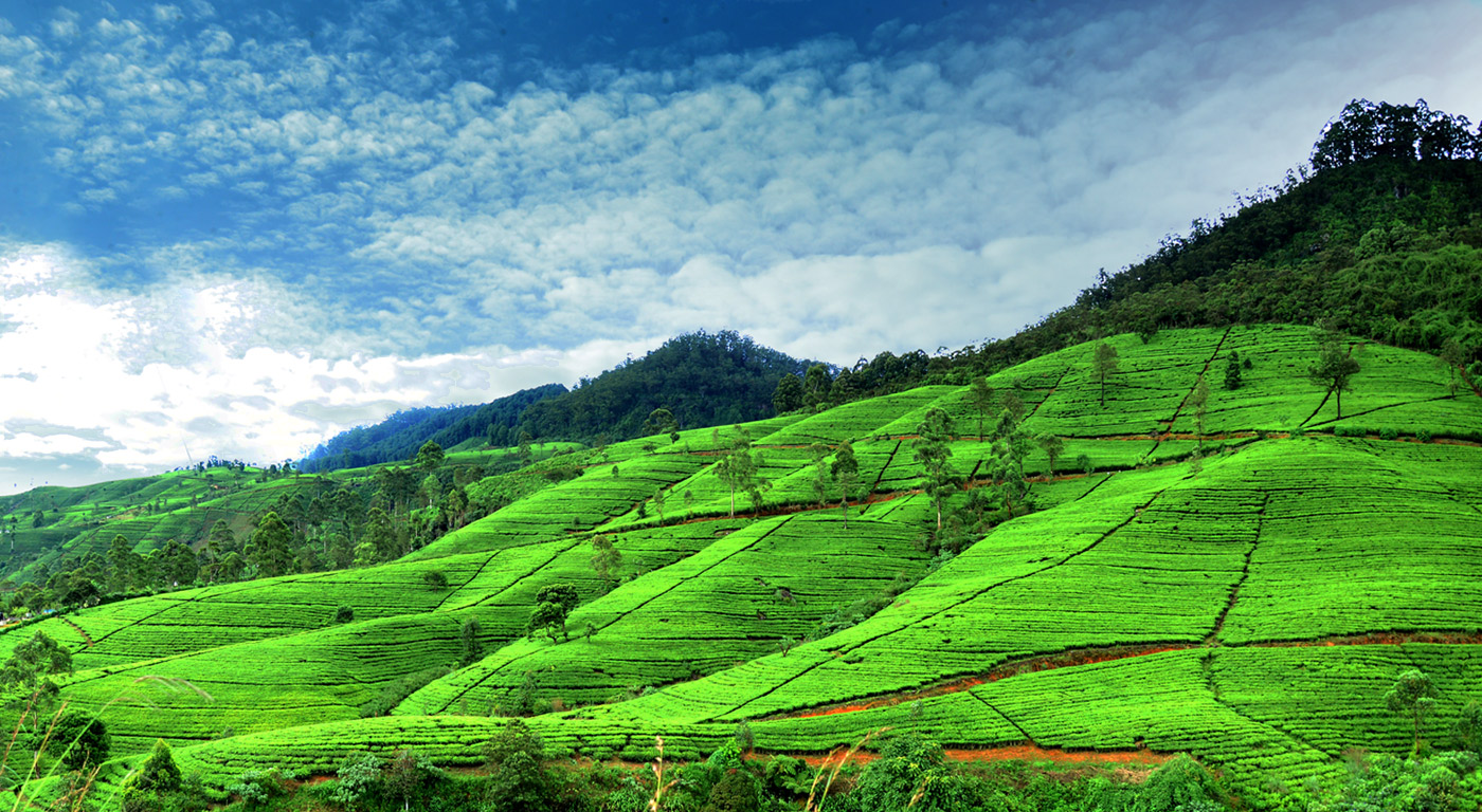 tea-in-nuwaraeliya.jpg