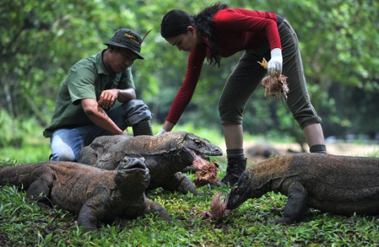 komodo-dragons-at-jakarta-ragunan-zoo-komodo-dragons-at-jakarta-ragunan-zoo-3.jpg