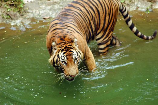 sumatran_tiger_234791_314287.jpg