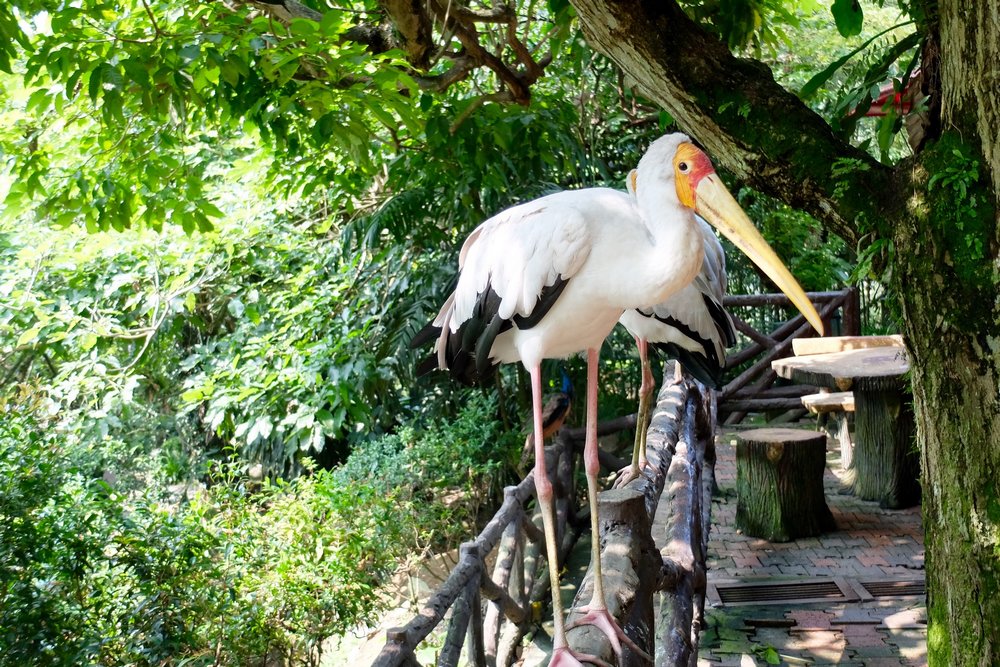 White-stork-in-Kuala-Lumpur-Bird-park.jpeg