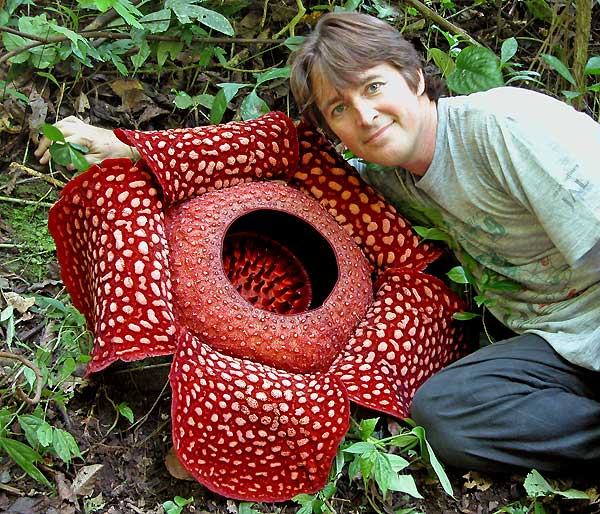 Rafflesia-arnoldii-biggest-flower-with-man-Sumatra.jpg