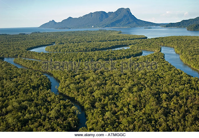aerial-view-of-mangrove-forest-around-kuching-and-sarawak-river-borneo-atmggc.jpg