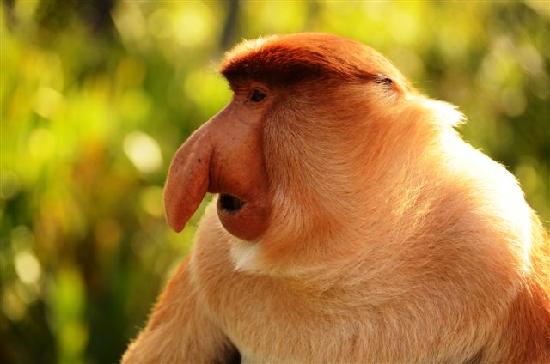 male-proboscis-monkey.jpg