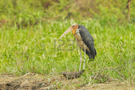 26995354-rare-female-lesser-adjutant-stork-leptoptilos-javanicus-in-nature-of-thailand.jpg