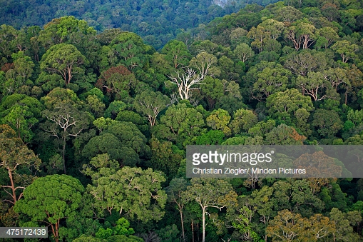 rainforest-canopy-lambir-hills-national-park-sarawak-malaysia-picture-id475172439?s=170667a.jpg