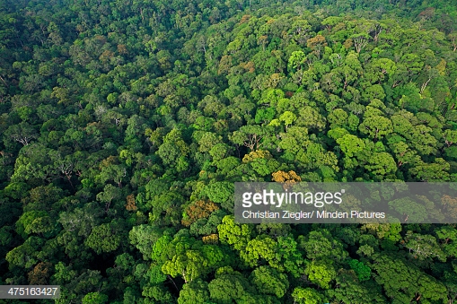 rainforest-canopy-lambir-hills-national-park-sarawak-malaysia-picture-id475163427?s=170667a.jpg