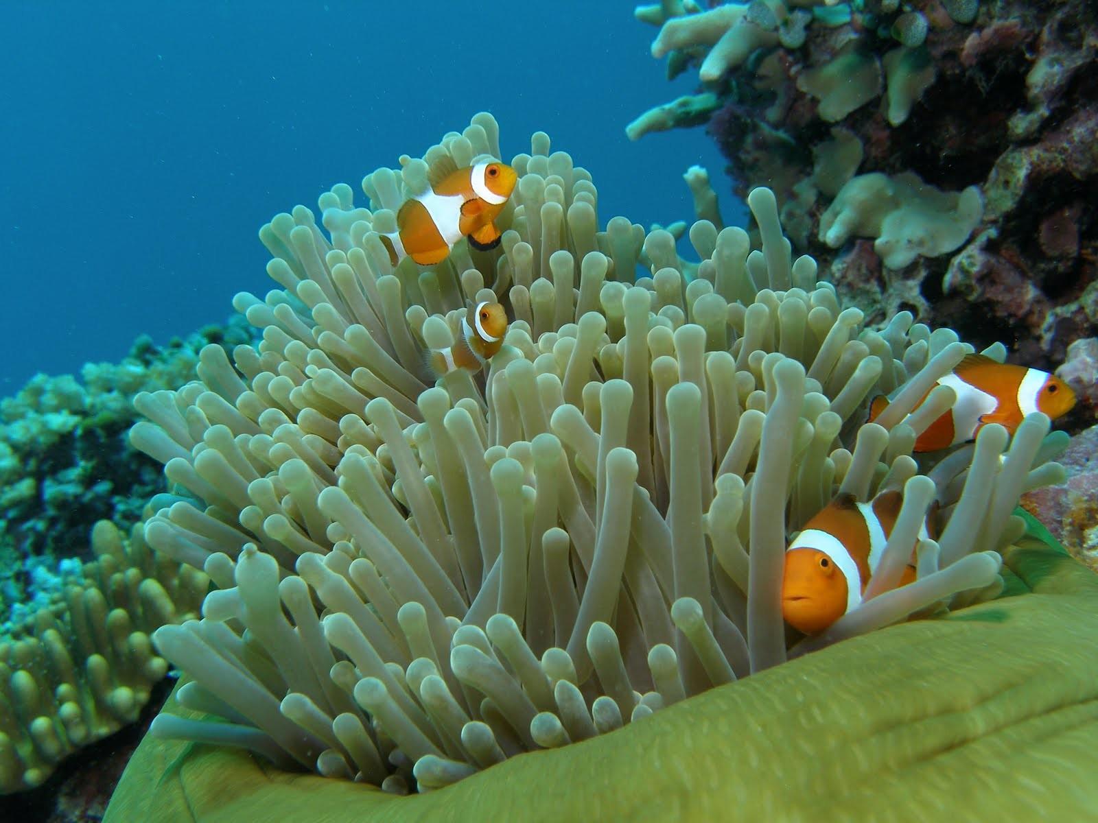 Tioman-Islanda2.jpg