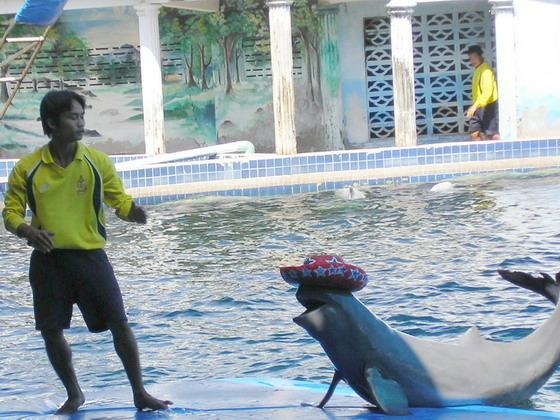 3372165-Dolphin_show_at_Oasis_seaworld_Chanthaburi.jpg