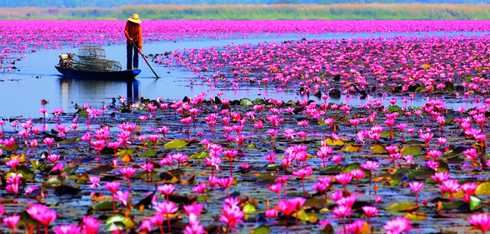 Udon-Thani%E2%80%99s-Amazing-Red-Lotus-Sea2-copy-702x336.jpg