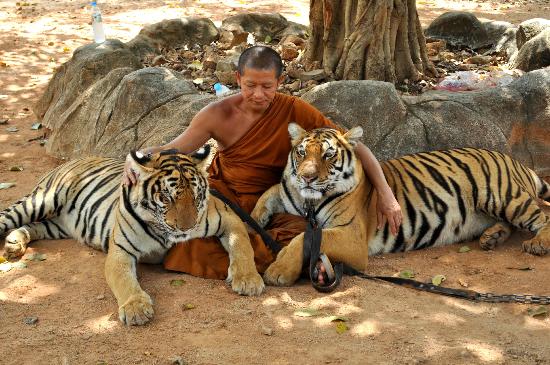 tiger-temple-thailand.jpg