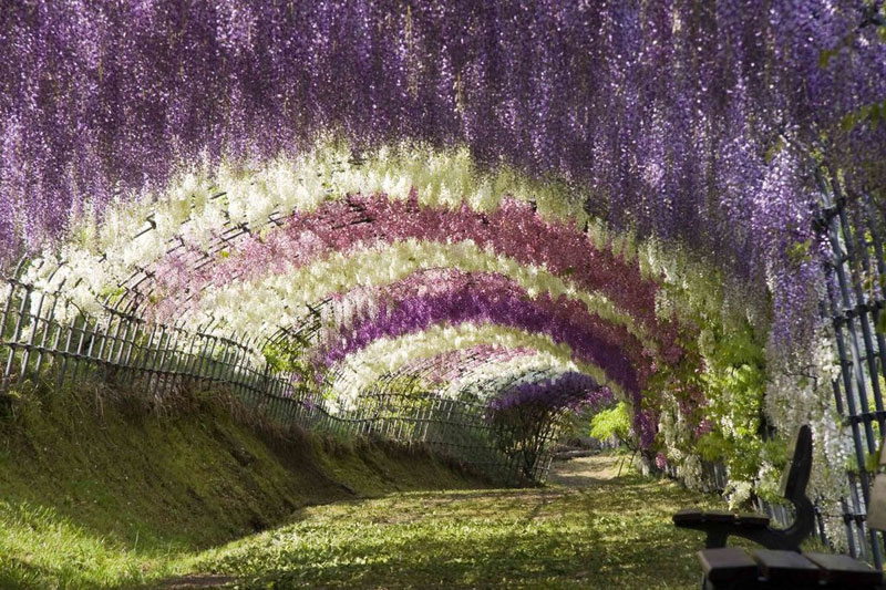 flower-tunnel-japan.jpg