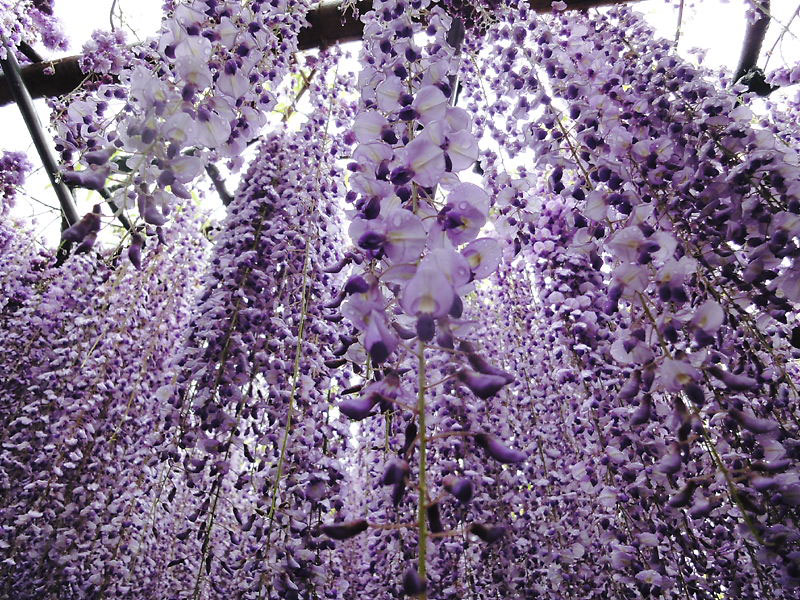 kawachi-fuji-garden-kitakyushu-japan-wisteria-2.jpg