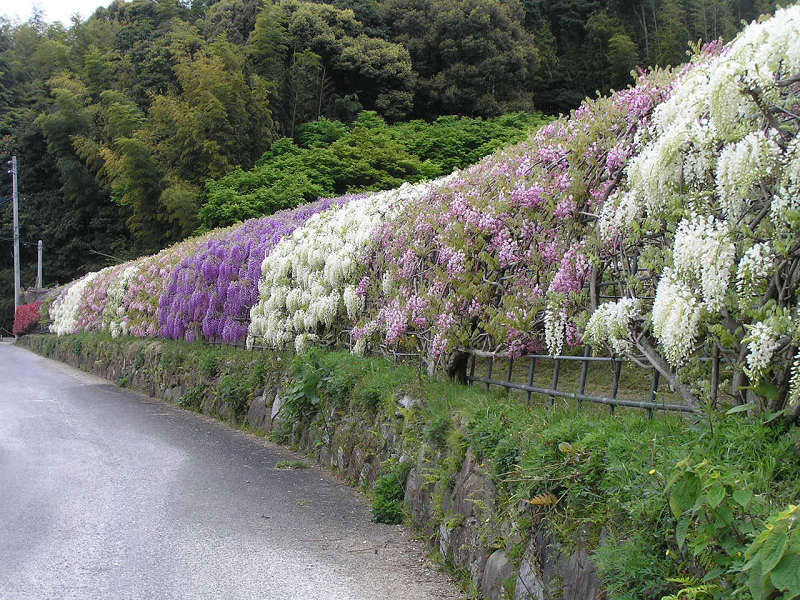 kawachi-fuji-garden-kitakyushu-japan-wisteria-3.jpg