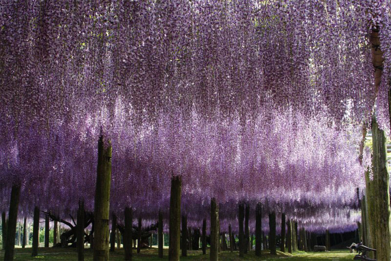 kawachi-fuji-garden-kitakyushu-japan-wisteria-6.jpg