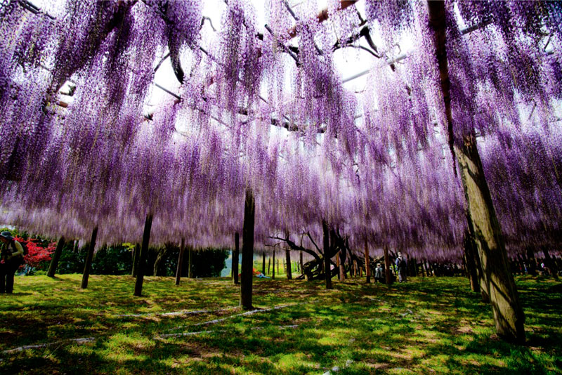 kawachi-fuji-garden-wisteria-tunnel-kitakyushu-japan-2.jpg