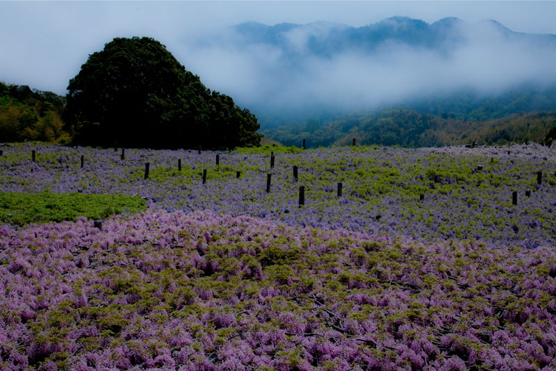 kawachi-fuji-garden-wisteria-tunnel-kitakyushu-japan-3.jpg