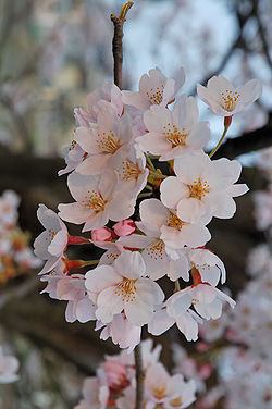 250px-2007_Sakura_of_Fukushima-e_007_rotated.jpg