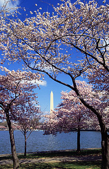 220px-Washington_C_D.C._Tidal_Basin_cherry_trees.jpg