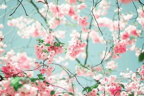 beautiful-cute-flowers-photography-sakura-Favim.com-209177.jpg