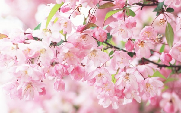 tumblr_static_sakura-flower-spring-600x375.jpg