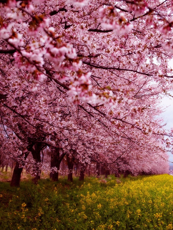 cerisier-sakura-printemps-2014-fleurs-japon-00.jpg