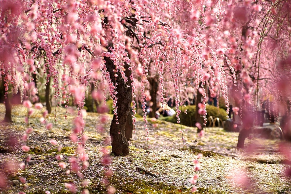 cerisier-sakura-printemps-2014-fleurs-japon-03.jpg