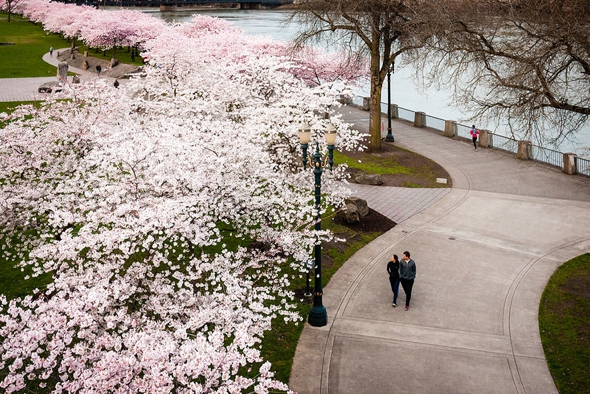 cerisier-sakura-printemps-2014-fleurs-japon-01.jpg