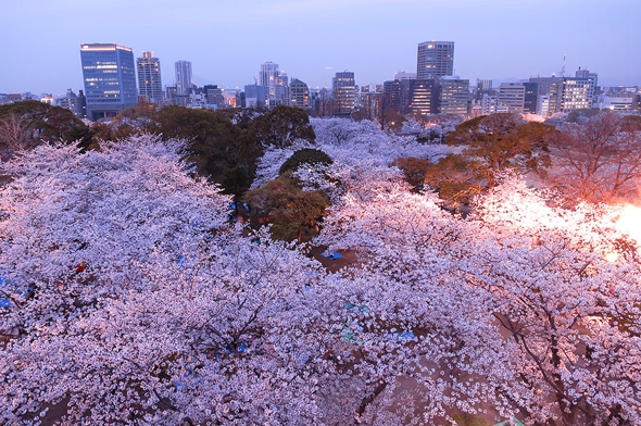 cerisier-sakura-printemps-2014-fleurs-japon-08.jpg