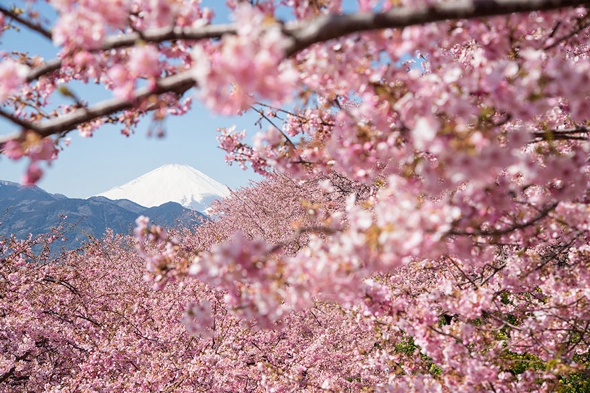 cerisier-sakura-printemps-2014-fleurs-japon-02.jpg