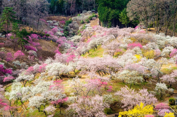 cerisier-sakura-printemps-2014-fleurs-japon-05.jpg