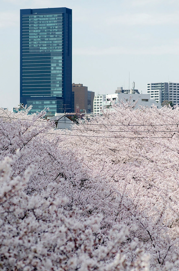 cerisier-sakura-printemps-2014-fleurs-japon-09.jpg