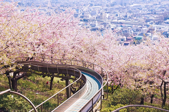 cerisier-sakura-printemps-2014-fleurs-japon-11.jpg