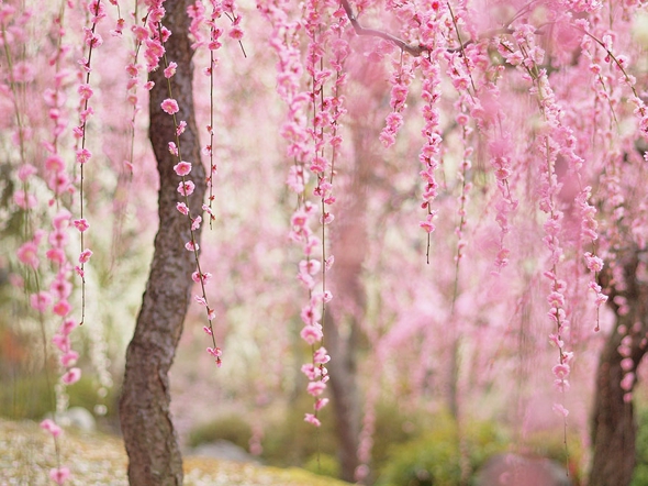 cerisier-sakura-printemps-2014-fleurs-japon-13.jpg