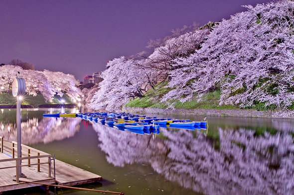 cerisier-sakura-printemps-2014-fleurs-japon-14.jpg