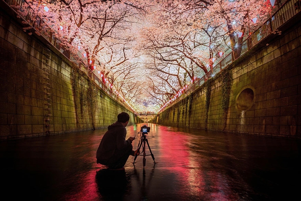 cerisier-sakura-printemps-2014-fleurs-japon-16.jpg