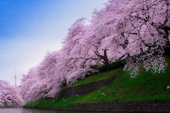 cerisier-sakura-printemps-2014-fleurs-japon-17.jpg