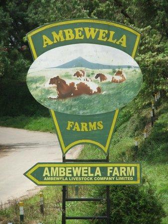 ambewela-farms.jpg