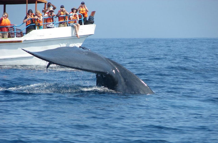 144-Whale_Watching_In_Sri_Lanka-495748-gallery_images-Whale-Watching-up-close.jpg