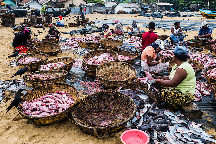 Negombo-fish-market-Lellama-fish-market-women-gutting-fish-Negombo-West-Coast-of-Sri-Lanka-Asia.jpg