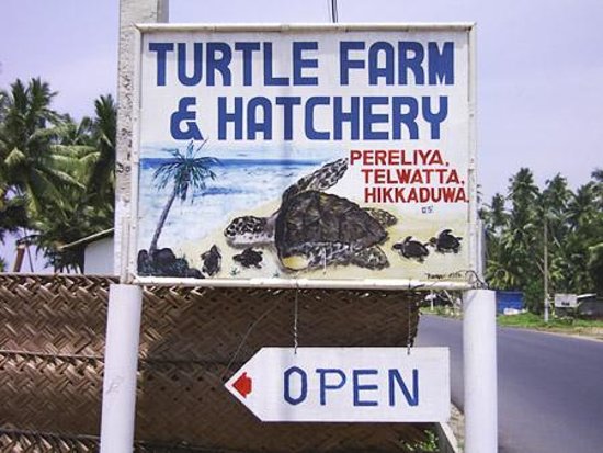 turtle-hutchery.jpg